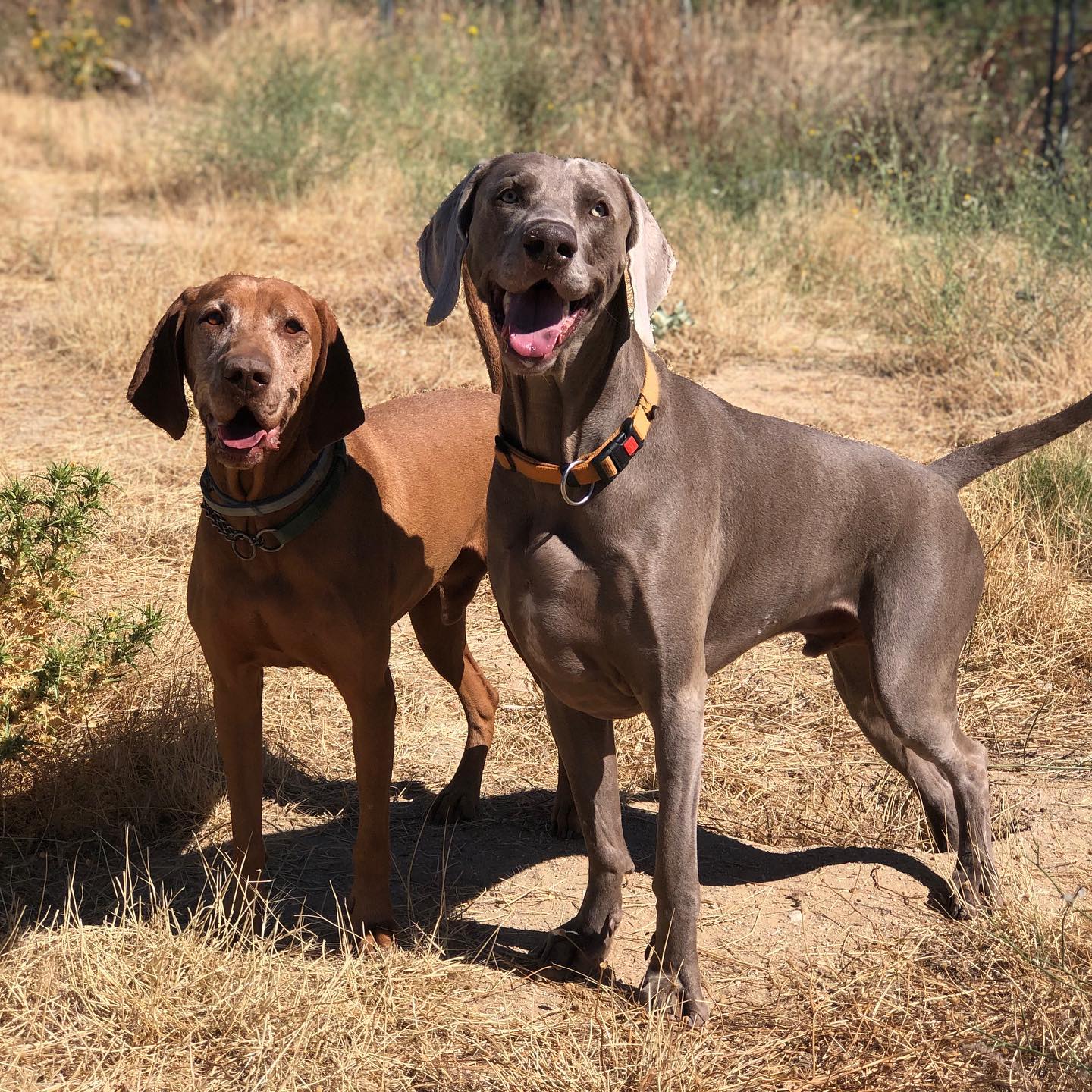 amigos Marinocanis